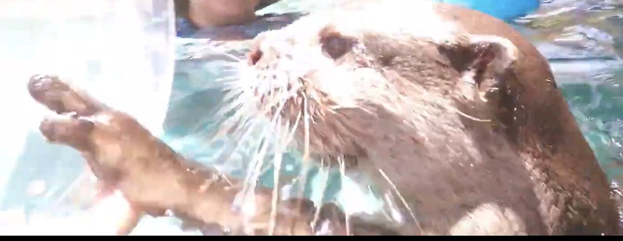 Otters Boobs and...Beavers?