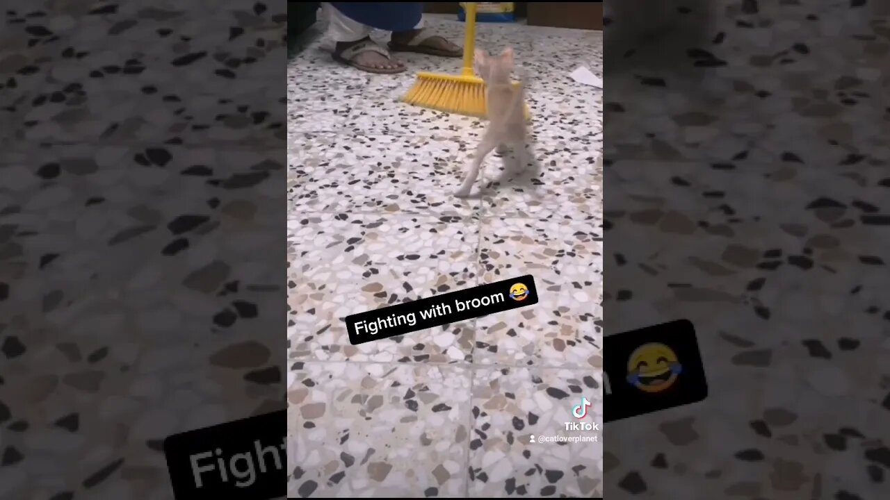 Tiktok Kittens Video 😂 - 1 Month Old Kitten Fighting with Broom