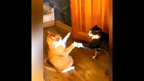 funny cats moments😂😾😸 Watch now