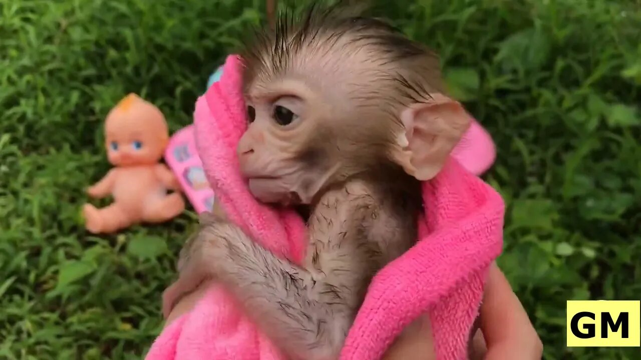 Baby Monkeys Juca and Tico Taking a Nice Bath, Then Playground.