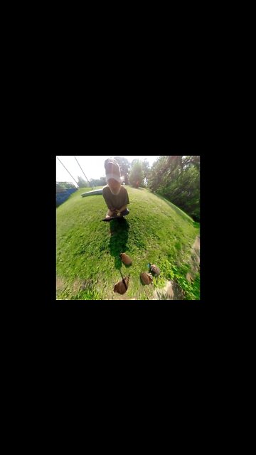 Toledo's Highland Park. a gaze of raccoon.