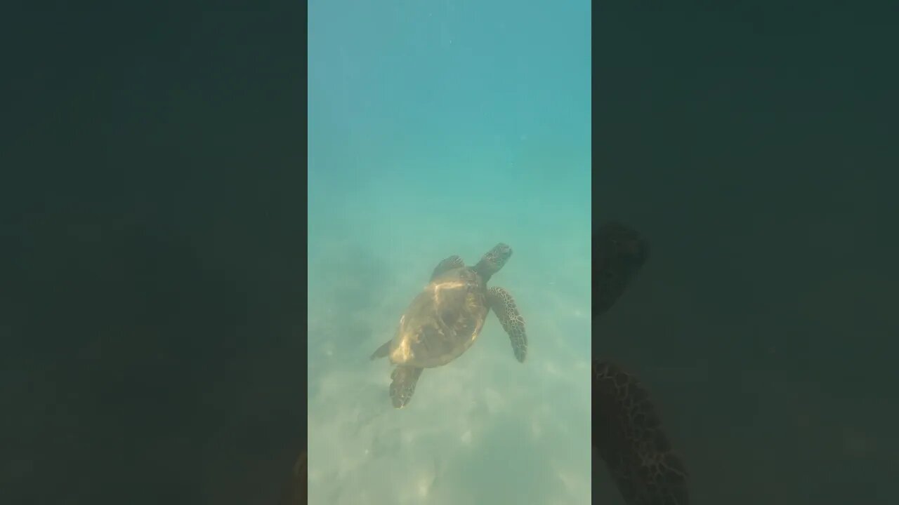 EPIC Swimming with Sea Turtles in Hawaii #shorts #short