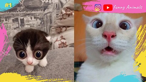 Very Cute Animal Videos Of Cats And Dogs