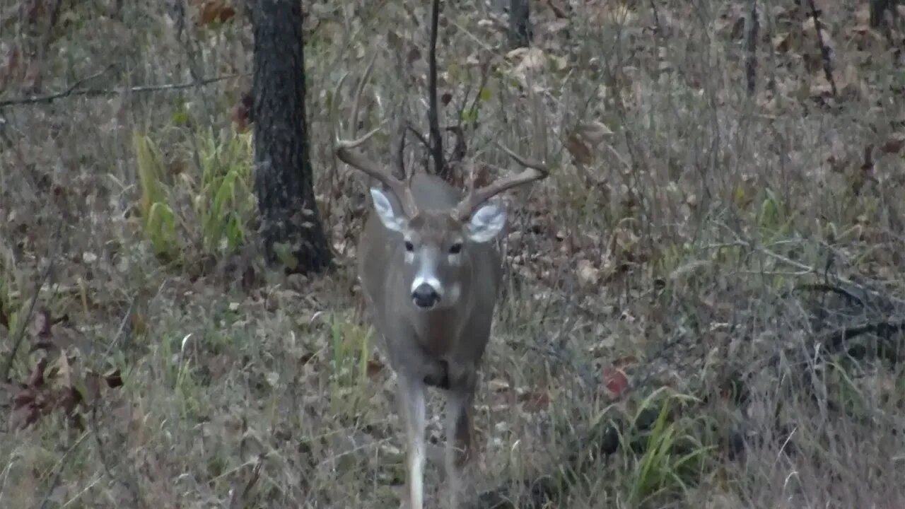 Top Tips for Trail Camera Placement