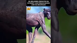 o que aconteceu com esse macaco?😱😱😱