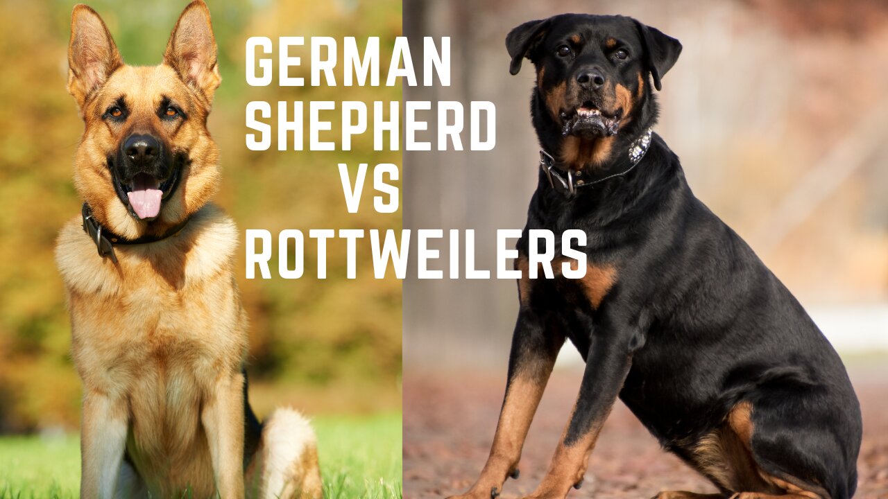 German Shepherd vs Rottweilers. Which one is suitable for an apartment?