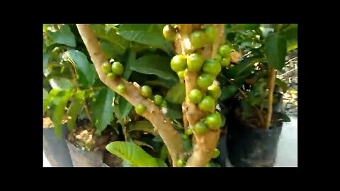 novas frutiferas produzindo em vaso jabuticaba híbrida branca uvaia goiaba amarela lichia siriguela