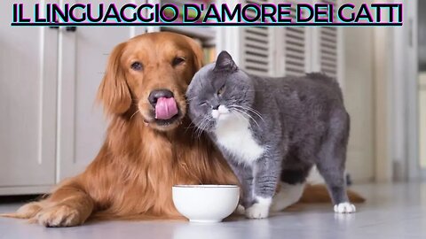 Il linguaggio d'amore dei gatti