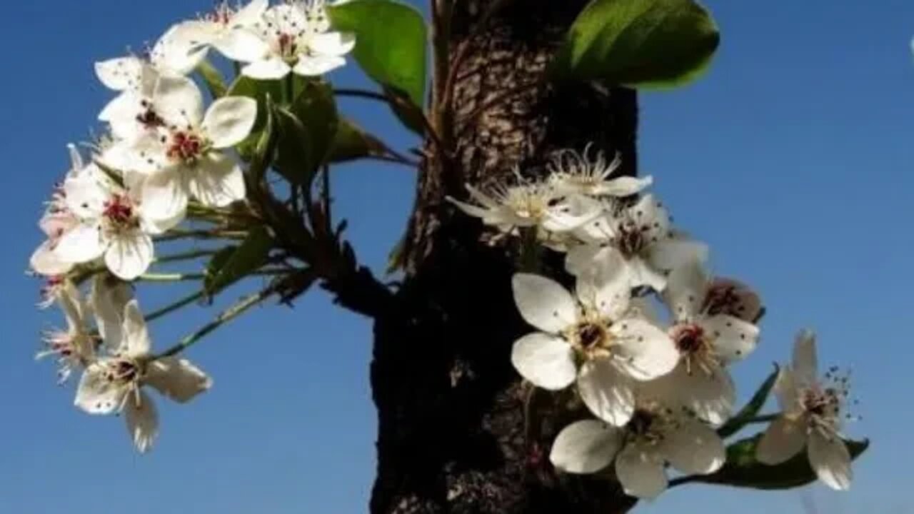 고사성어사전, 김원중, 휴머니스트, 감당애, 정치를 잘 하는 사람을 사모하는 마음, 감당지애, 사마천, 사기, 연소공세가, 송사판결, 정사처리, 시경, 甘棠愛