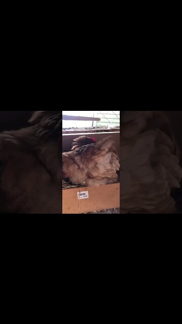Possible broody hen