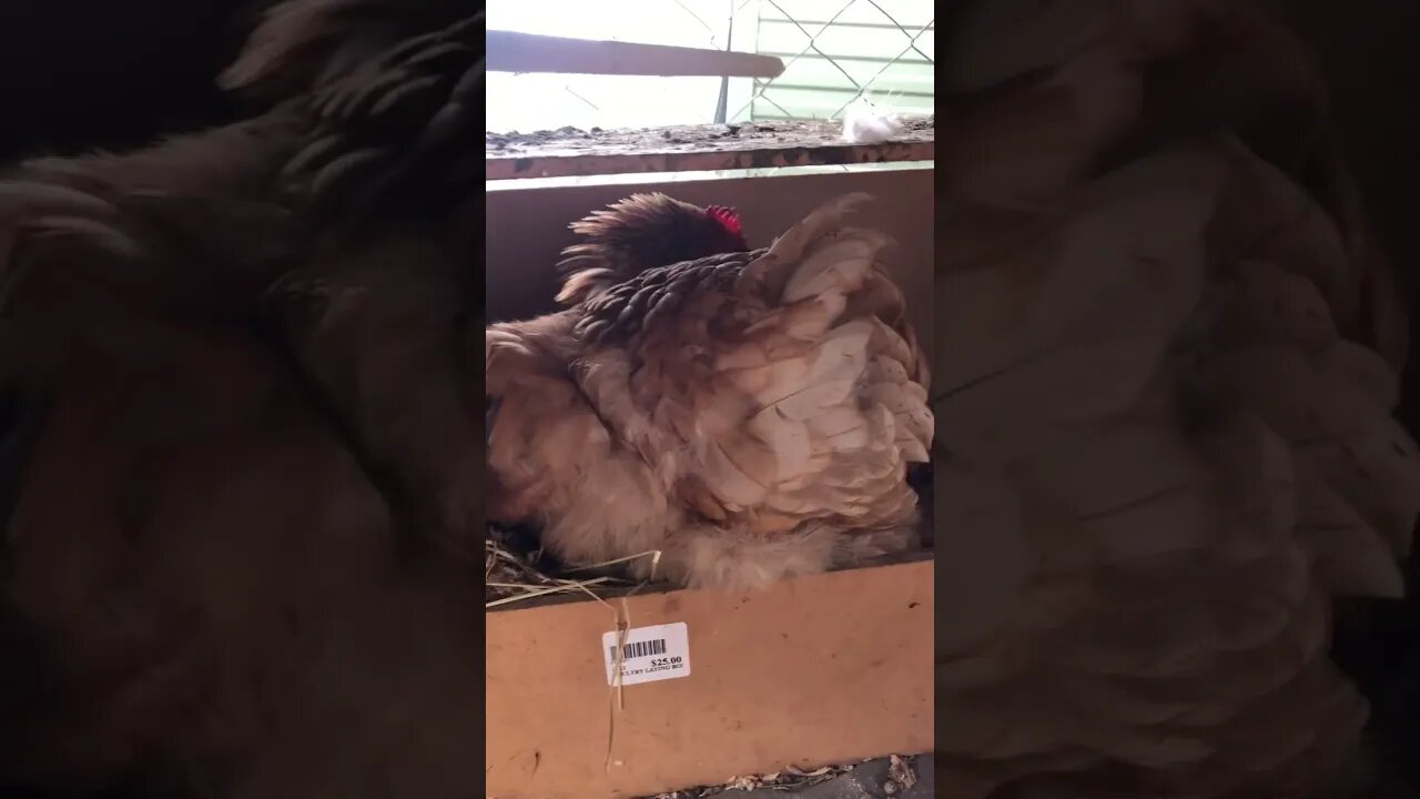 Possible broody hen