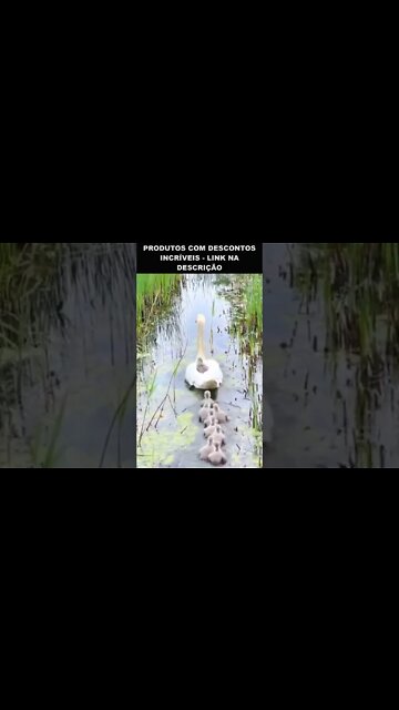 essa patinho pensou fora da caixa