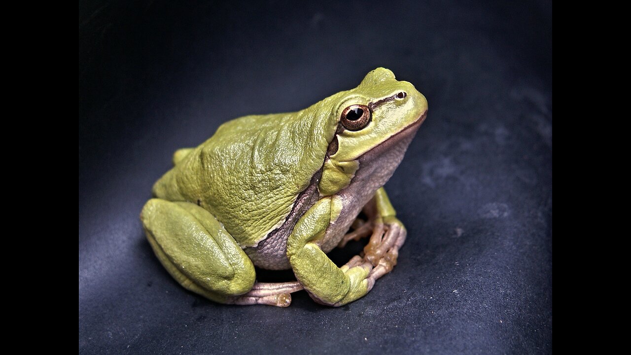 When👀A Frog🐸Wants😡Out Of The🌊Water😎
