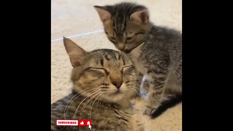 cute cat videos 😹 funny videos 😂1700