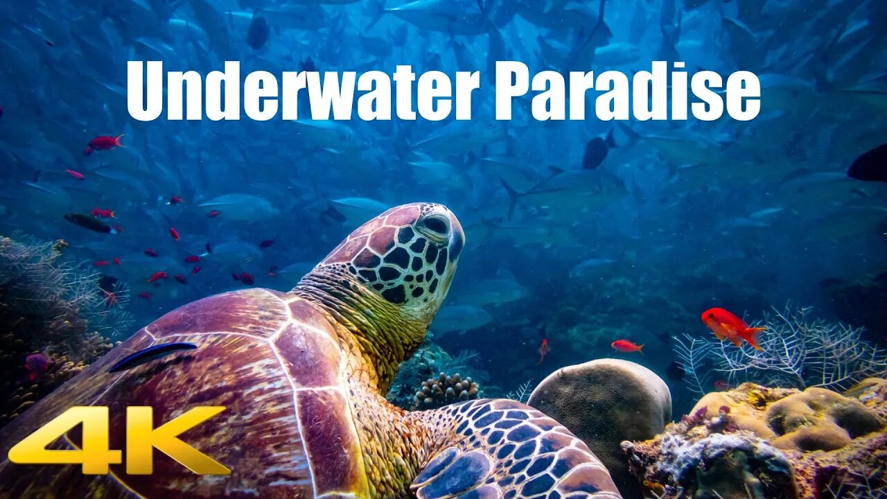 3 HRS Underwater Coral Reef Paradise- Heavy Bubbles & Meditation Music, 4k