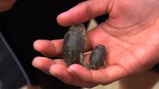 Sand Crabs & The Food Chain