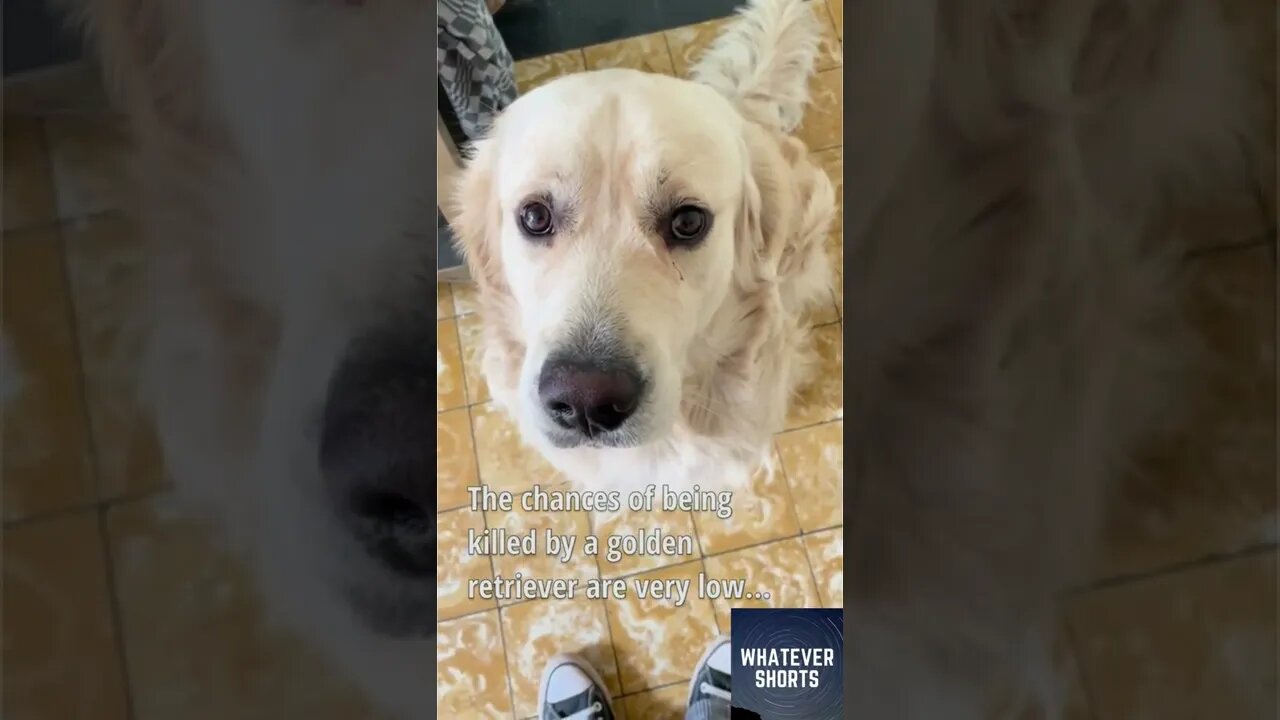 Everyone has a dark side #shorts #dogs #animals #evil