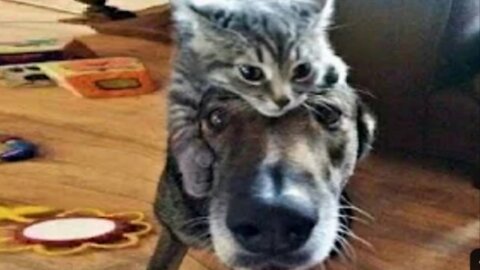 You need a laugh? Just watch these funny pets