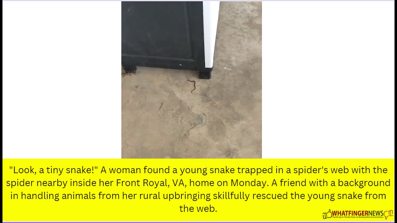 "Look, a tiny snake!" A woman found a young snake trapped in a spider's web