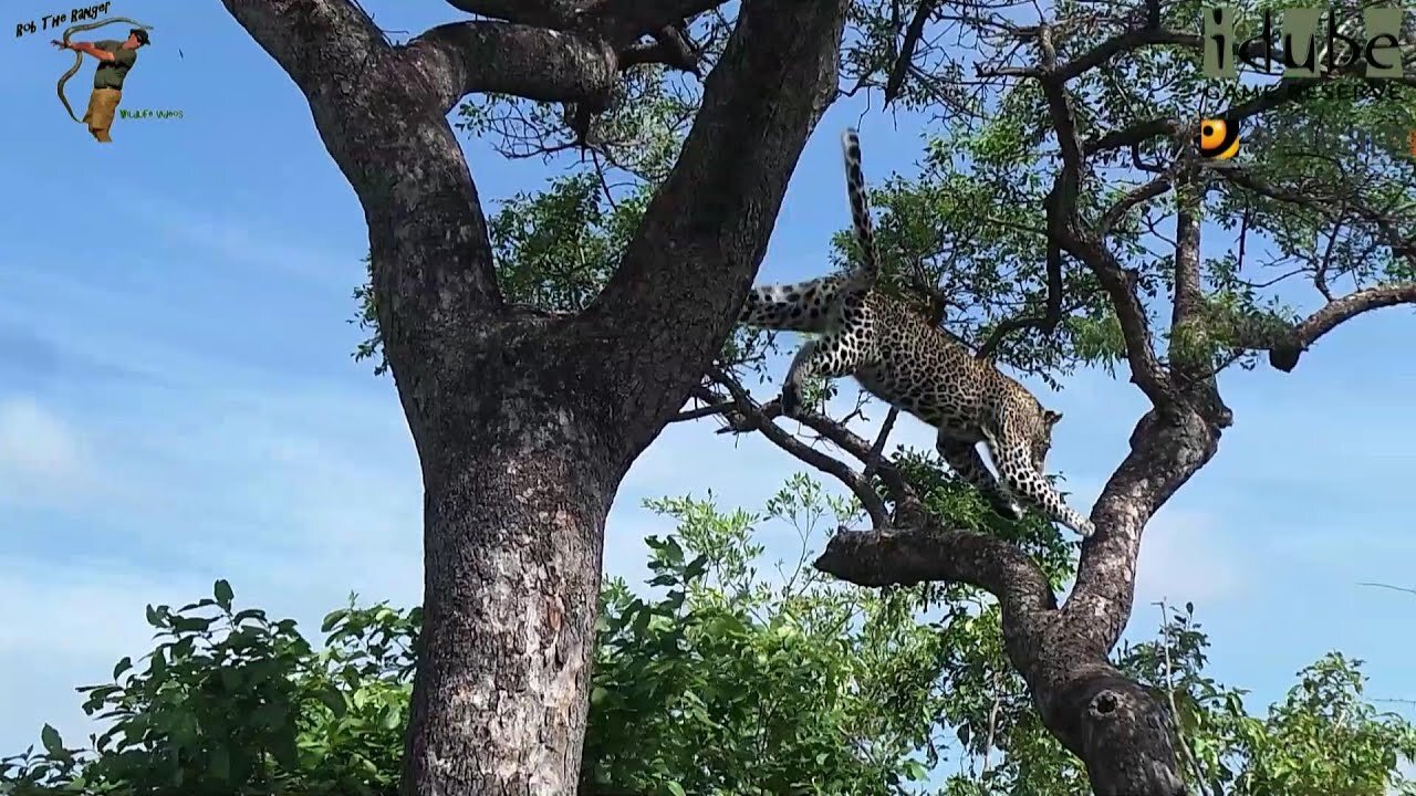 Scotia Female Leopard - Year 2, Becoming Independent - 9: Descending To Feed