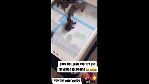 Baby Doggy Drama 😁😂