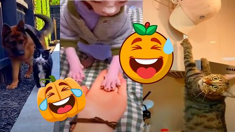 Hilarious Cats & Dogs Compilation! 🐶😹