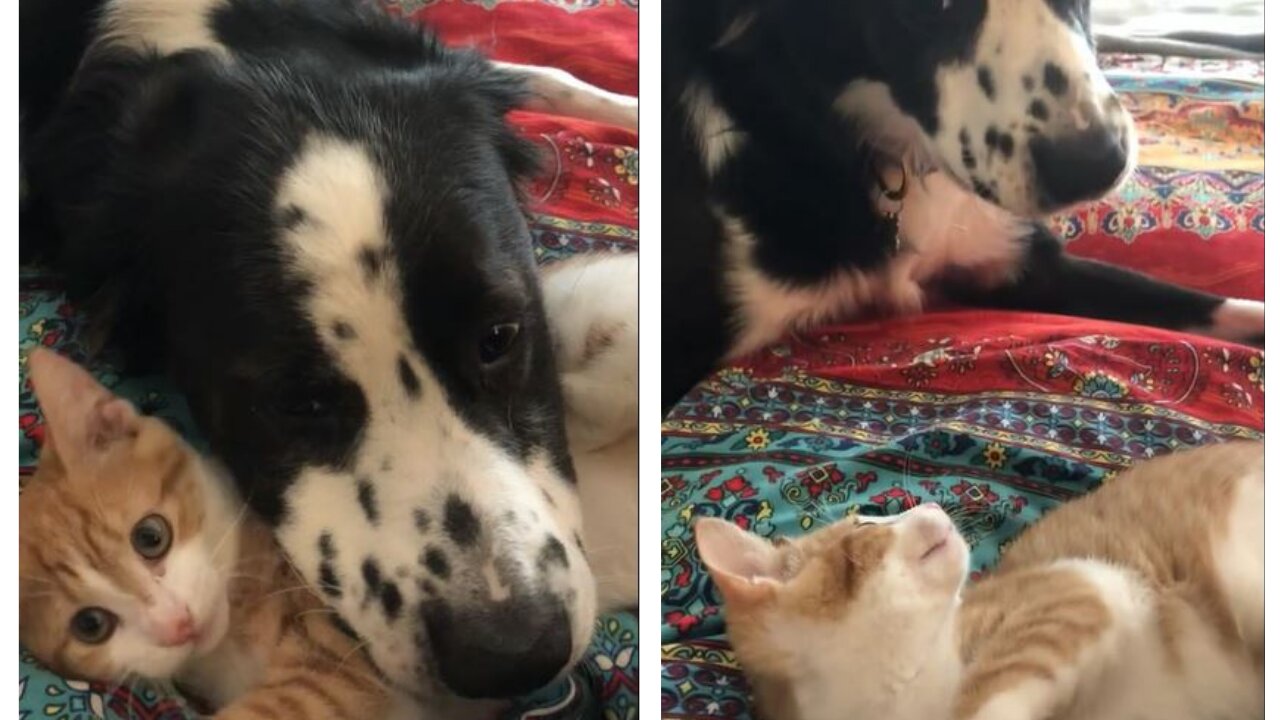 Dog plays with his cat brother by nuzzling on his belly