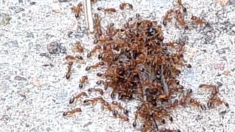 Fire ants take cricket apart sped up 15 times