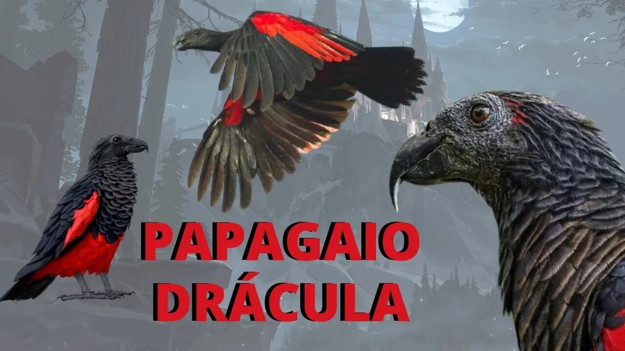 Papagaio que assusta as pessoas (Papagaio Drácula)