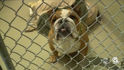 South Florida animal rescues relieve New Orleans' shelters