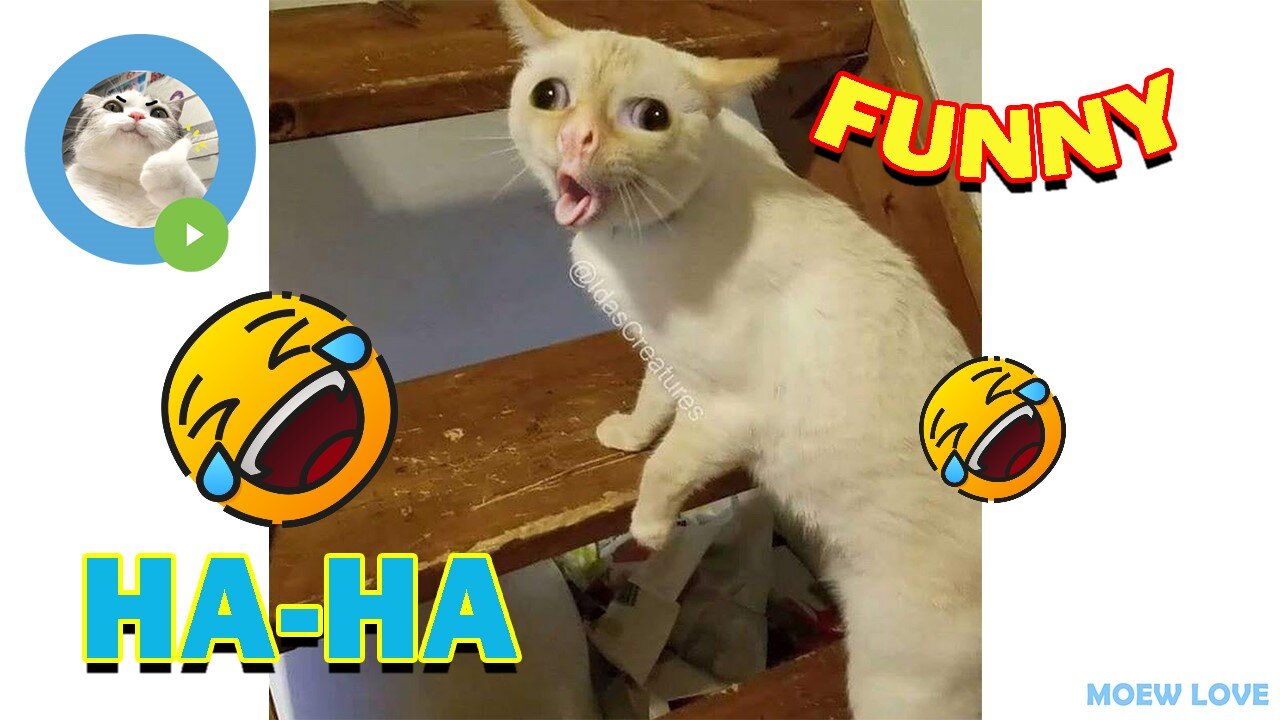 I Can't ha ha ha : This Hilarious Compilation Is A Must See!