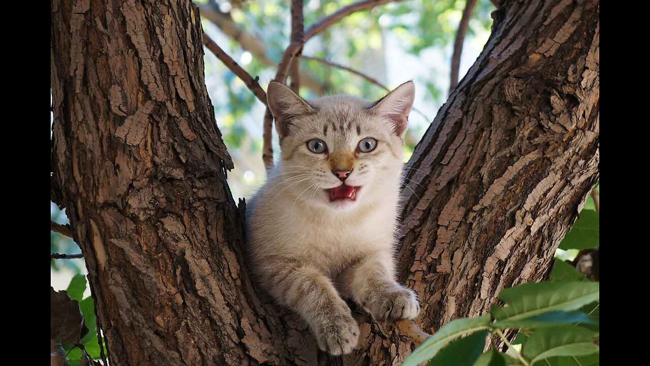 cat up a tree.