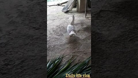 white duck loves its owner