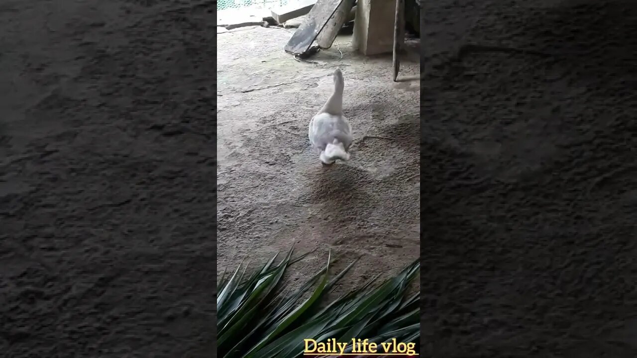 white duck loves its owner