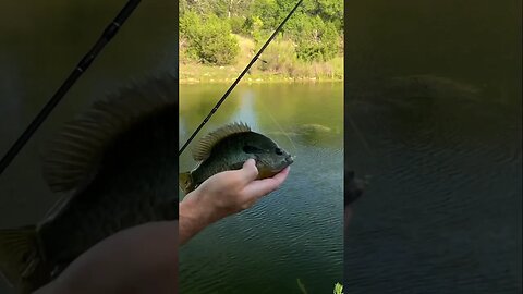 The big panfish are biting!! I think this one is a hybrid maybe? #fishing #panfish #bluegill #bass