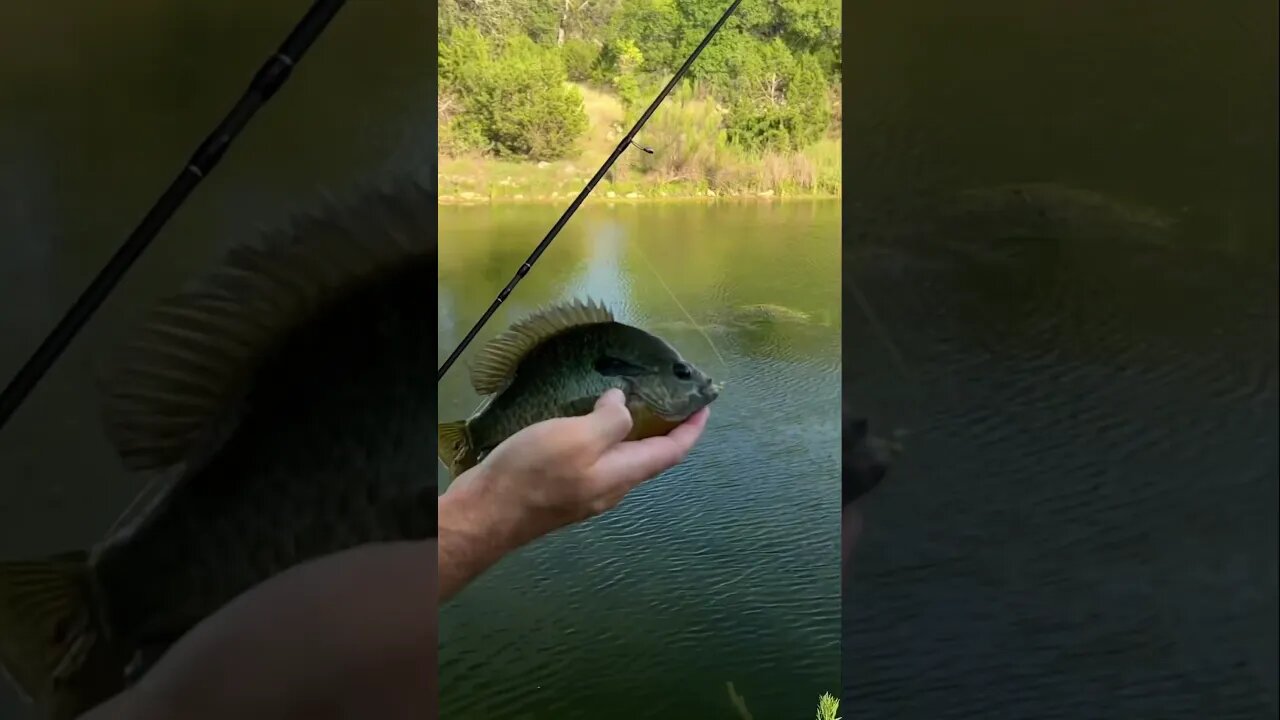 The big panfish are biting!! I think this one is a hybrid maybe? #fishing #panfish #bluegill #bass