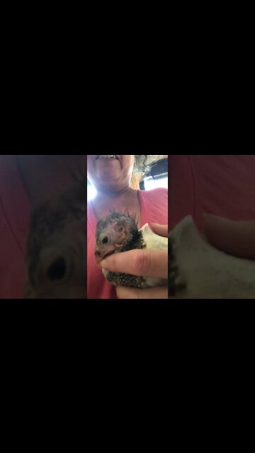 Sleepy baby guinea fowl