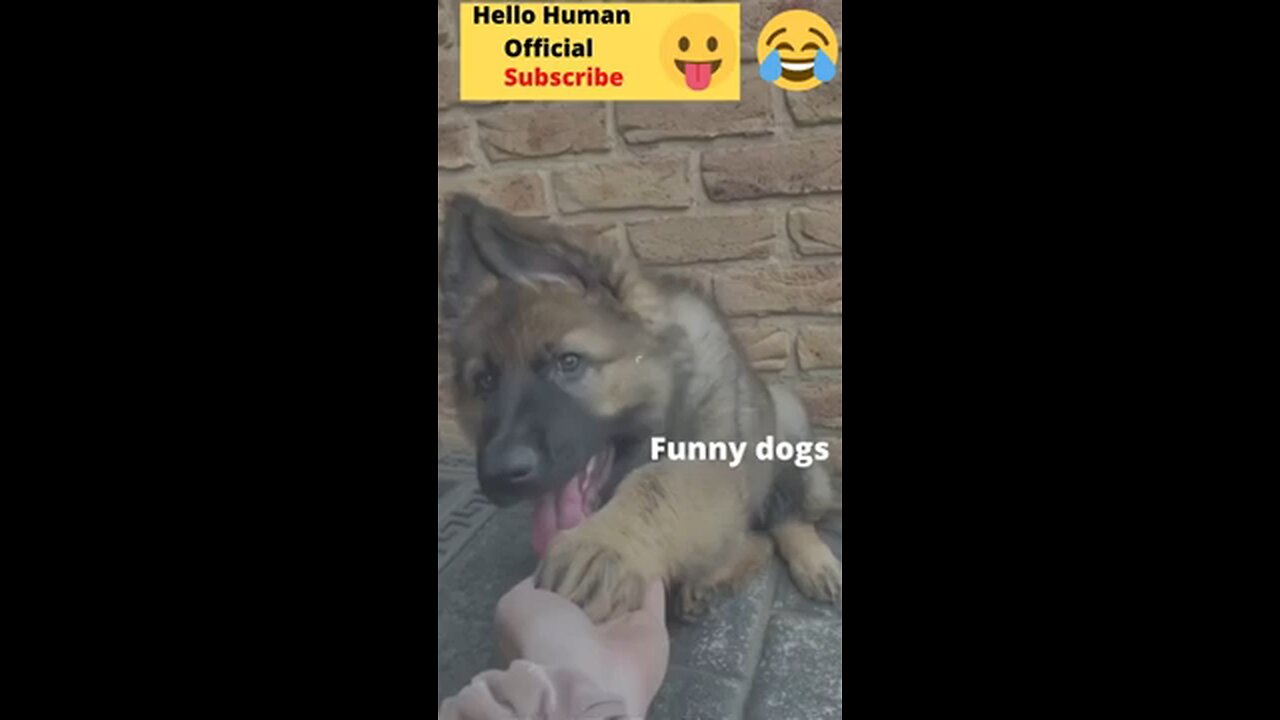 Funny animal videos