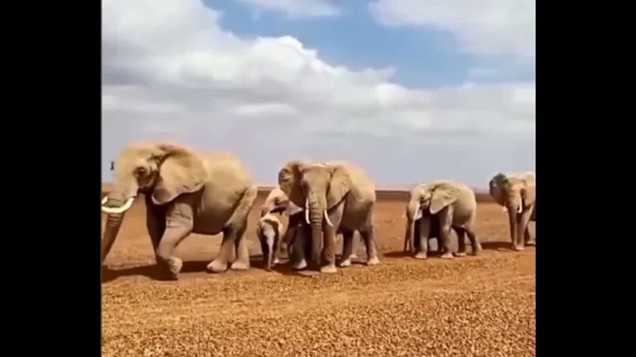 Elephant Family - Daily Dose of Nature