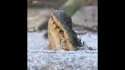 In winter many swamp gators keep only their snouts above the ice to breathe