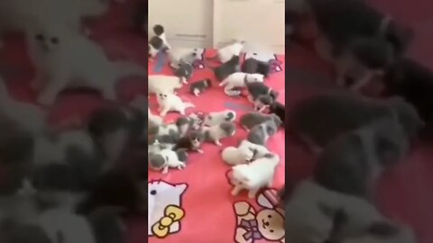 cat's baby