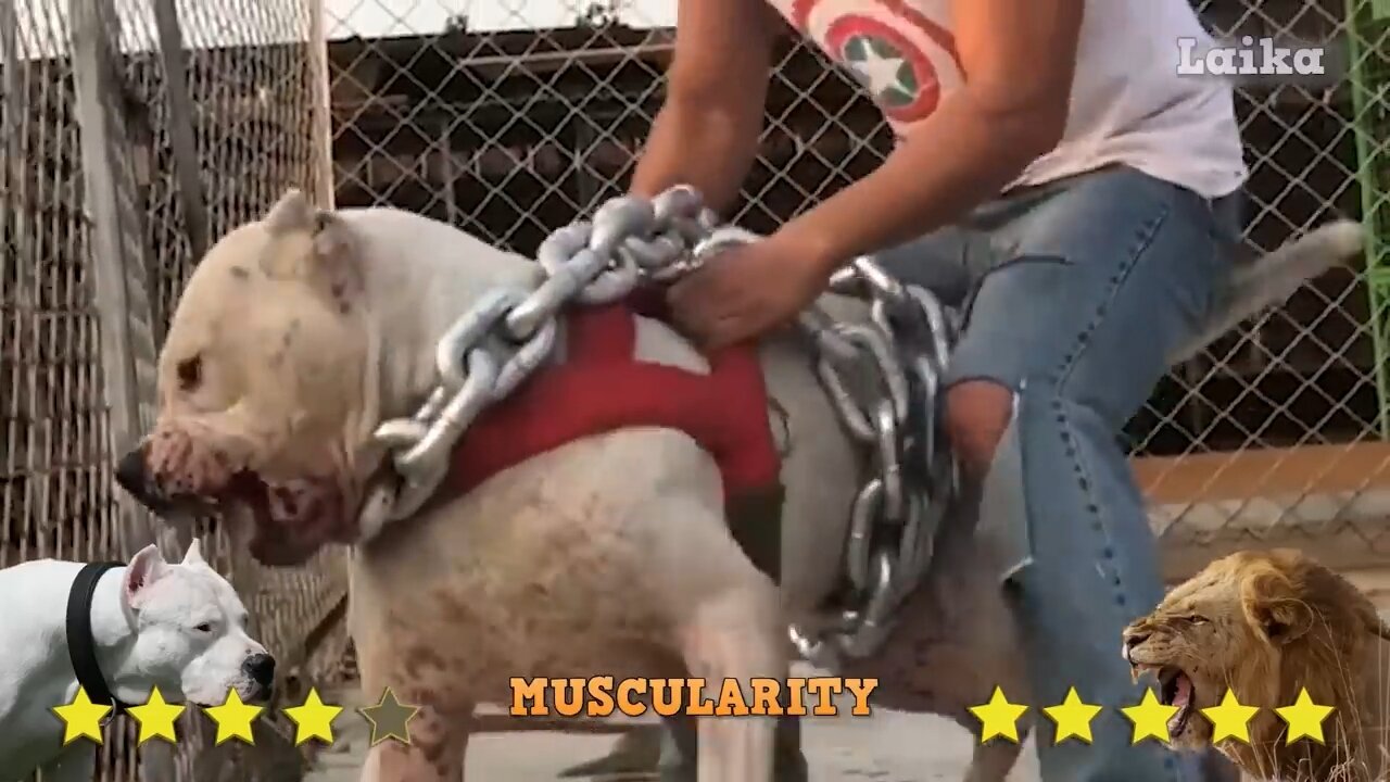 Dogo 😡 Argentino Vs Lion - Lion Vs Dogo Argentino