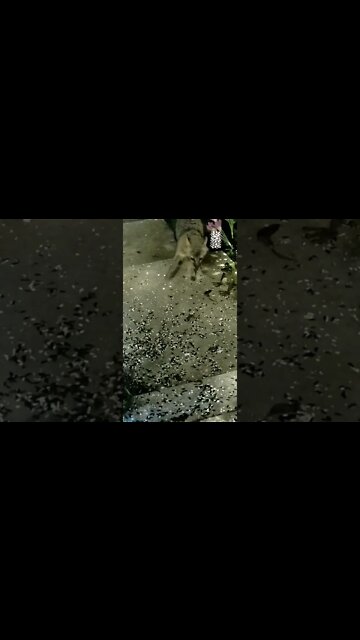 The Fox Steps On A Slug #Shorts 😂