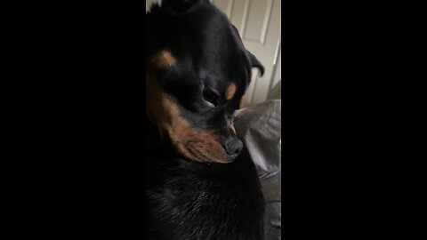 Rottweiler itching #shorts #short #viral #trending #rumble
