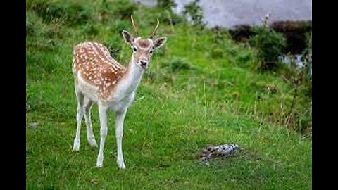 Deer, majestic creatures found in various parts of the world