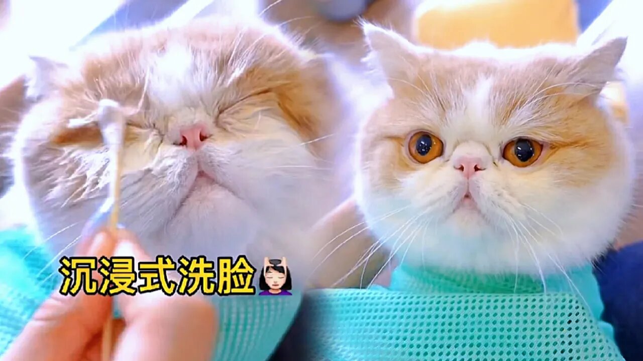 Baby Kitty also needs a face mask