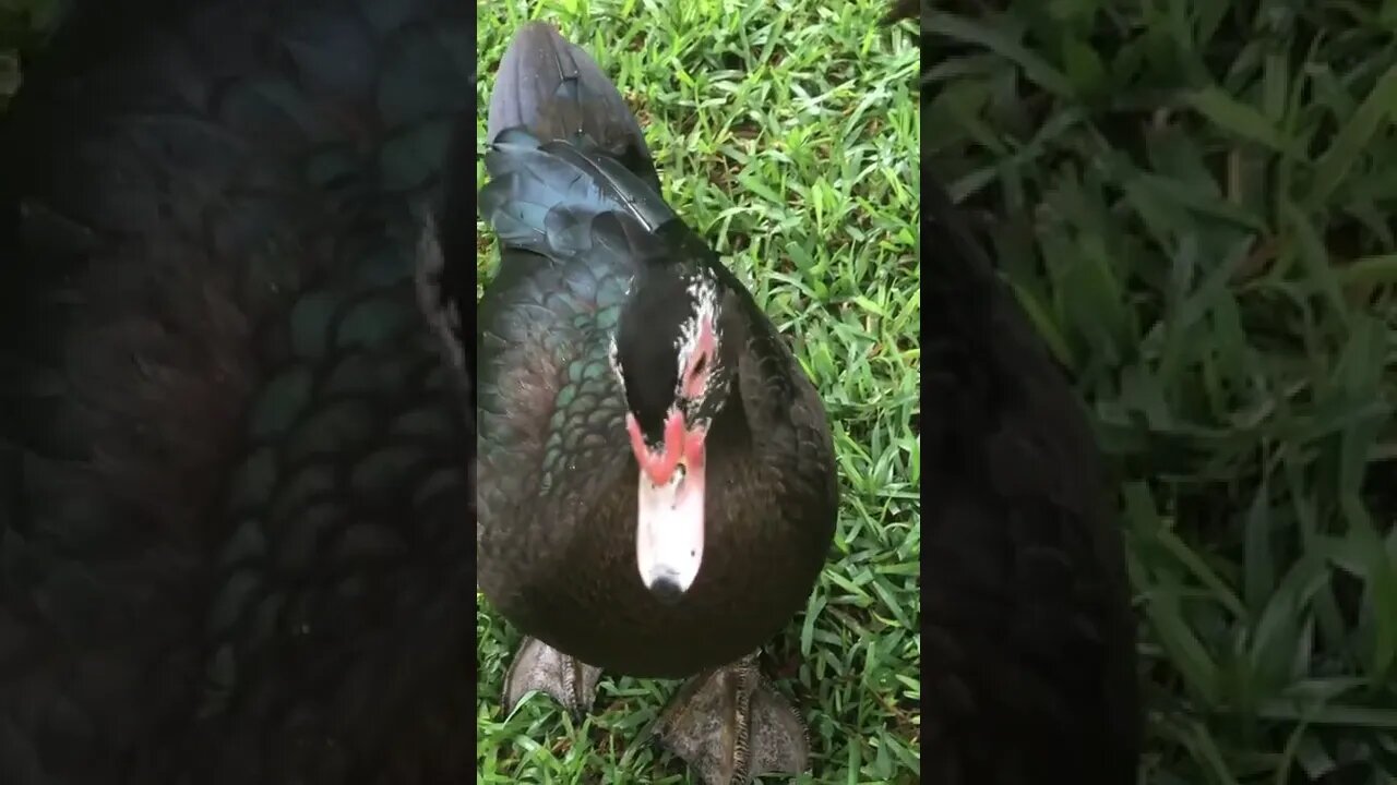 6 Black Muscovy ducks