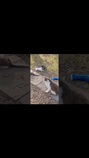 stray cats made my yard their home. They keep the pest away.