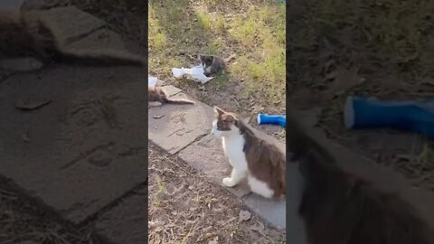 stray cats made my yard their home. They keep the pest away.