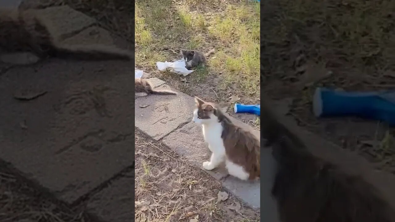 stray cats made my yard their home. They keep the pest away.